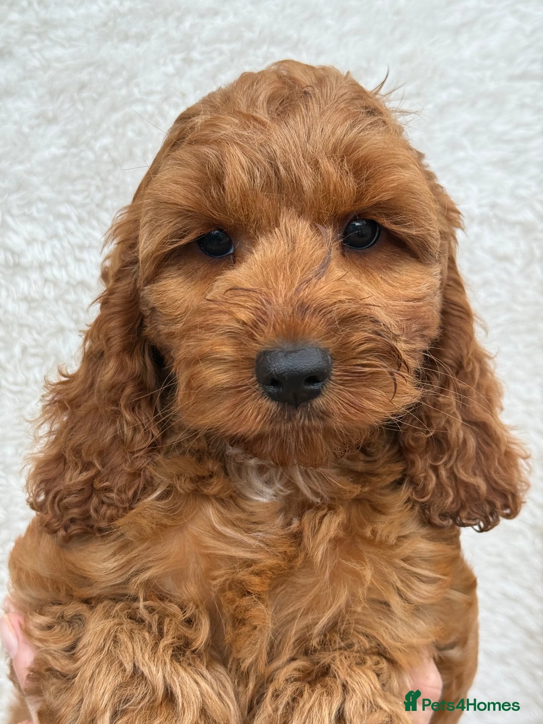 Cockapoo dogs for sale: F1 Show Cockapoo red Girl fully vaccinated  - Image 1