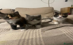 Ragdoll cats for sale: Stunning Half Ragdolls kittens - Image 5