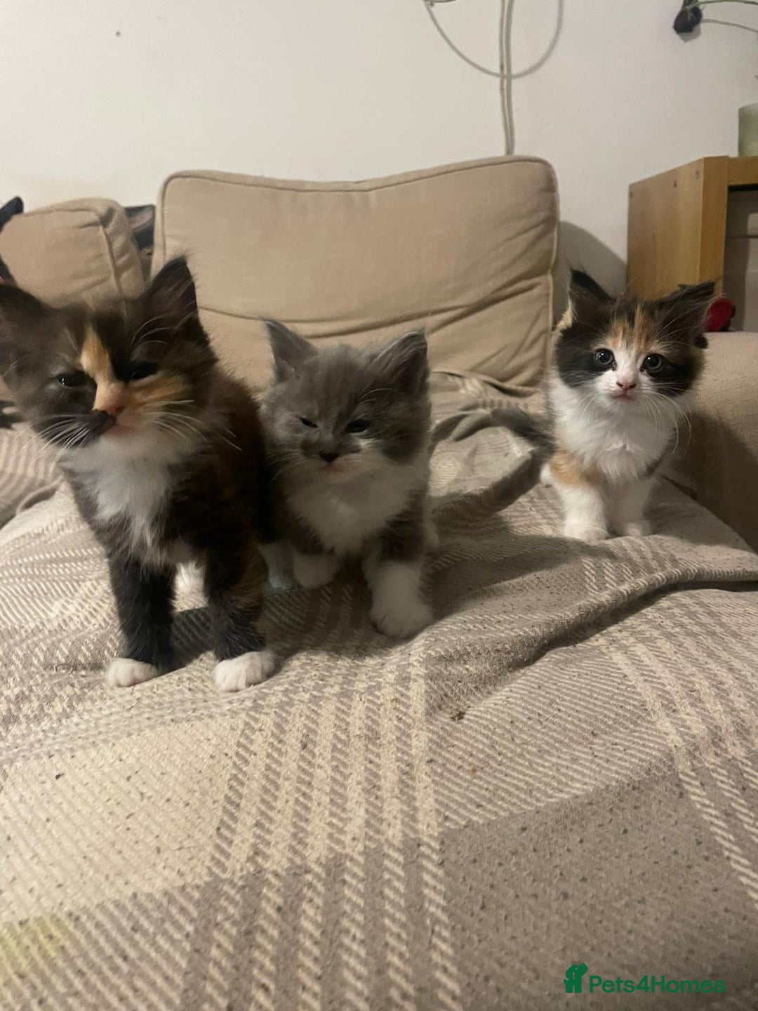 Ragdoll cats for sale: Stunning Half Ragdolls kittens - Image 5