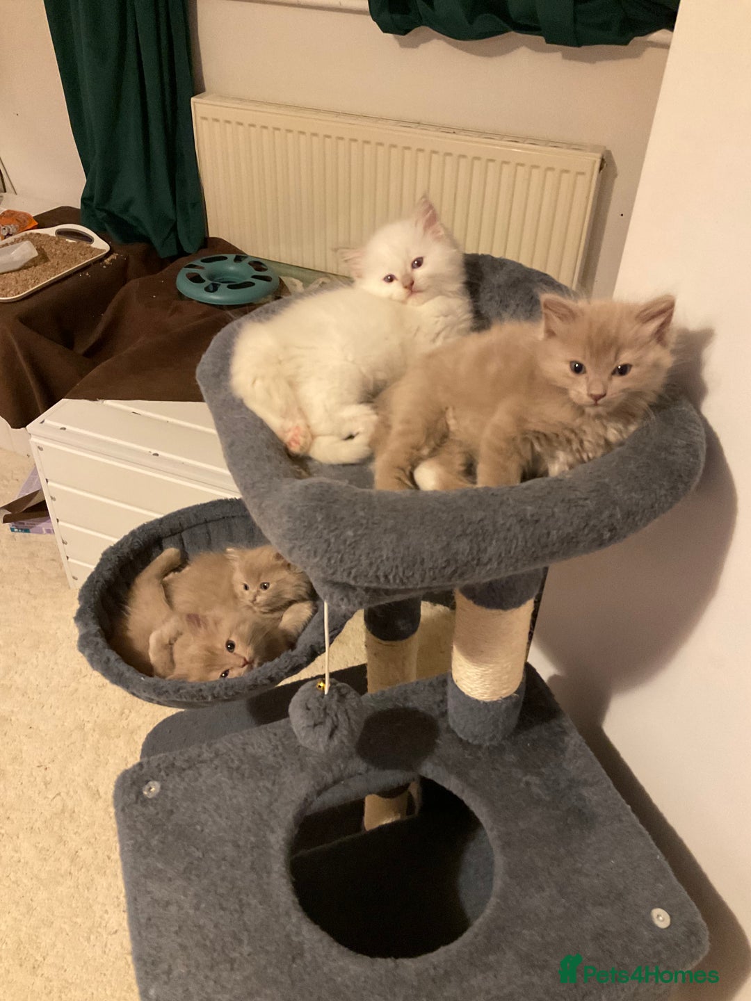 Ragdoll cats for sale: RARE PURE BRED FAWN RAGDOLL BABIES - Advert 3