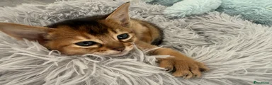 Abyssinian Kitten 4