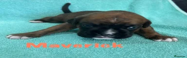 Maverick