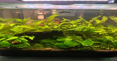 Other/Mixed Breed fish in Lancing - Advert 5