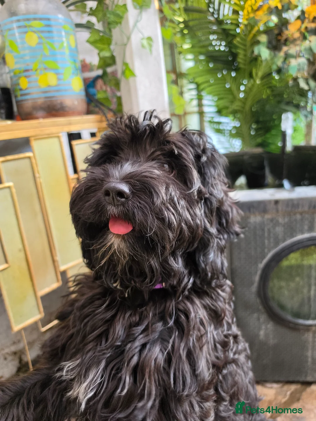 Cavapoo dogs for sale: Adorable F1 Cavapoo girl. Fully health tested. - Advert 1