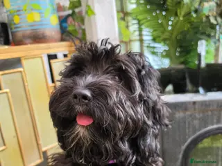 Cavapoo dogs Adorable F1 Cavapoo girl. Fully health tested. - Advert 18