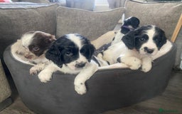 Sprocker dogs for sale: Beautiful Sprocker puppies for sale - Image 23