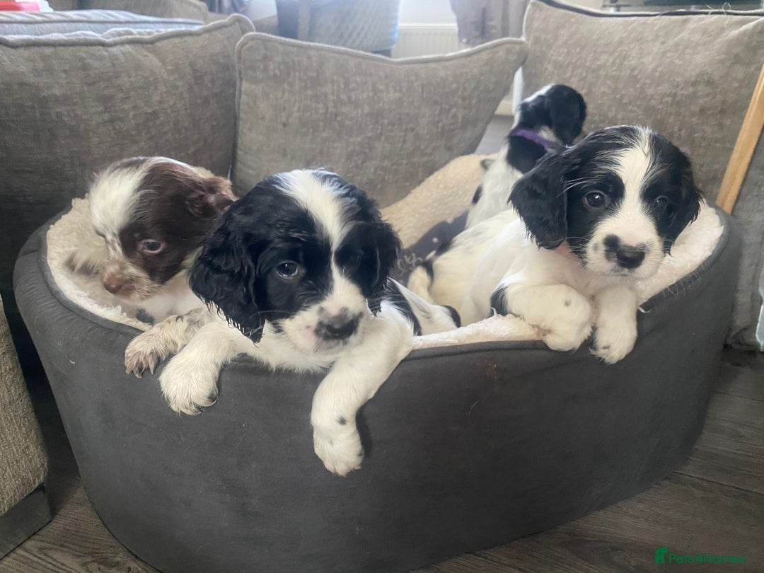 Sprocker dogs for sale: Beautiful Sprocker puppies for sale - Image 23