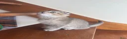 British Shorthair cats for sale: ADORABLE KITTENS  - Advert 2