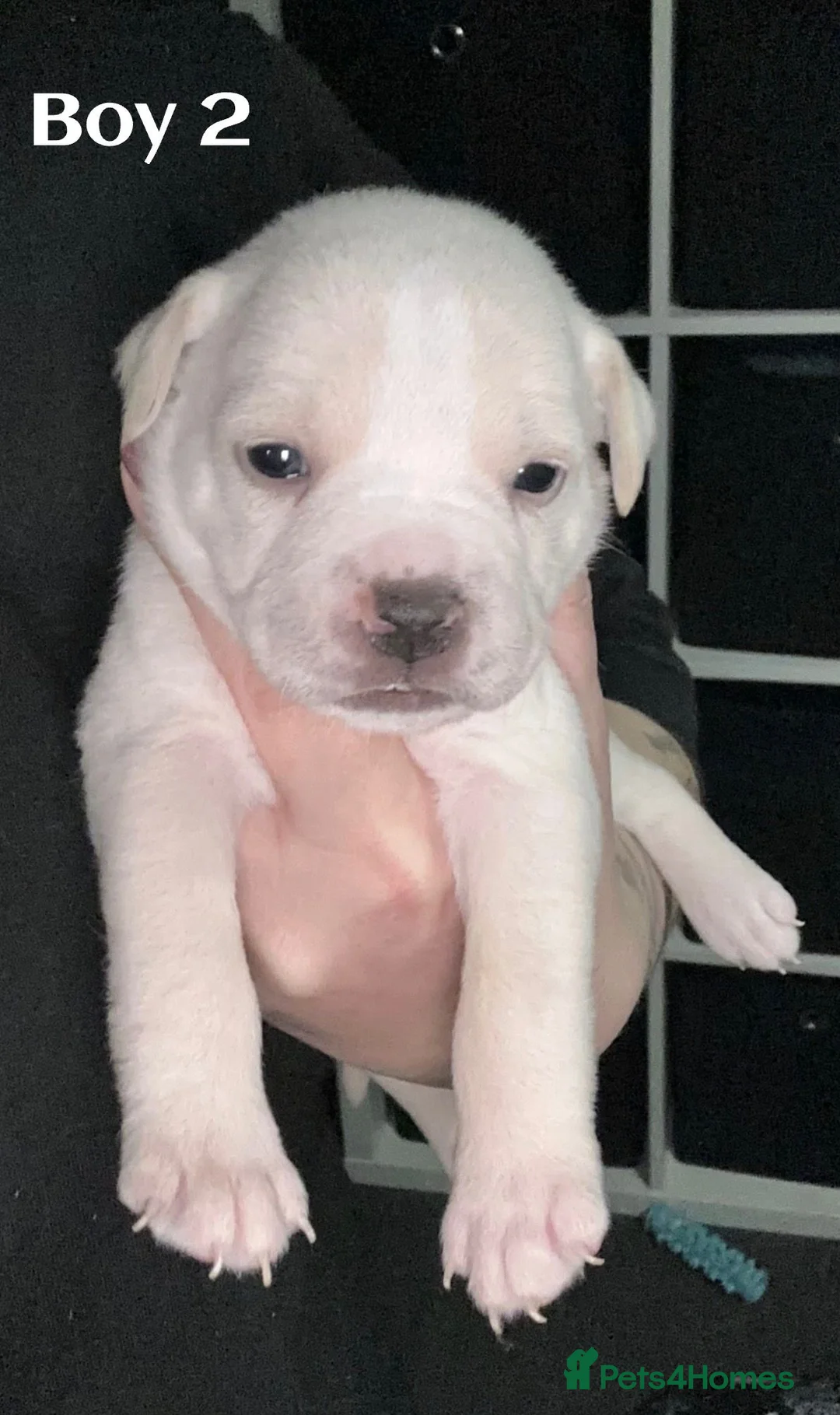 Mixed Breed dogs for sale: cane course + staffy  - Advert 11