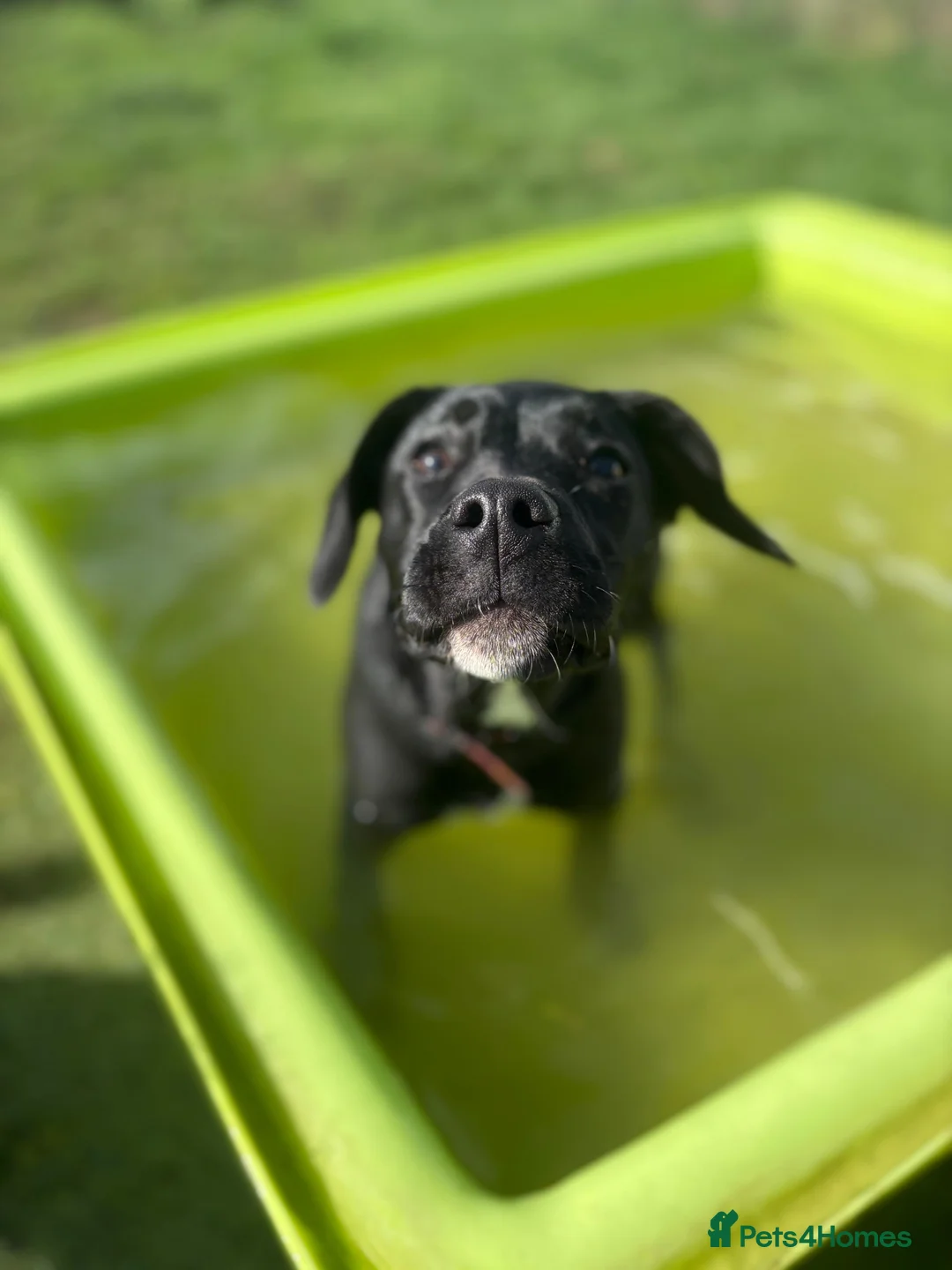 Mixed Breed dogs for sale: 7 month old puppy in Southampton - Advert 3