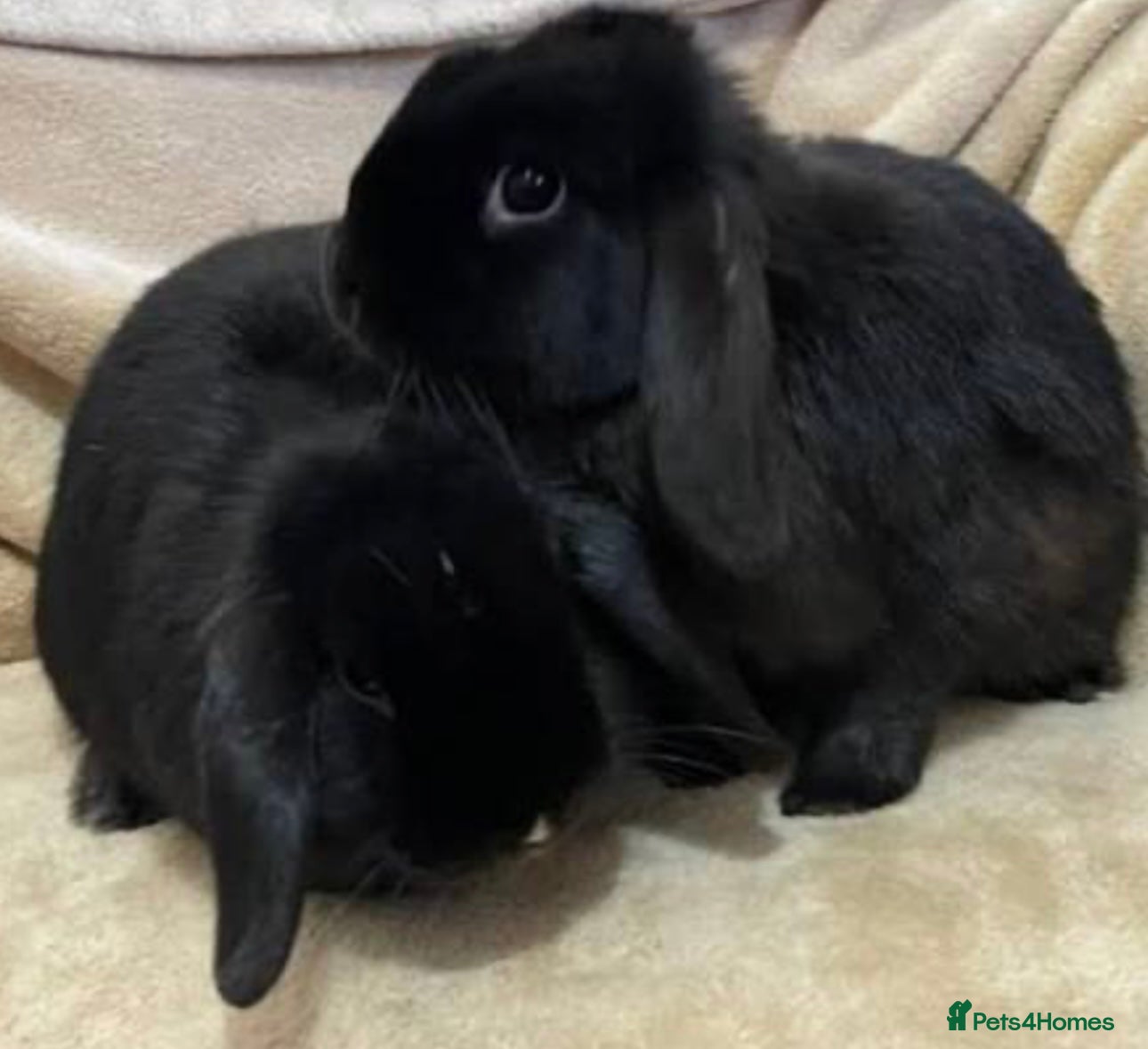 Mini Lop rabbits Beautiful hand reared bunnys - Advert 18
