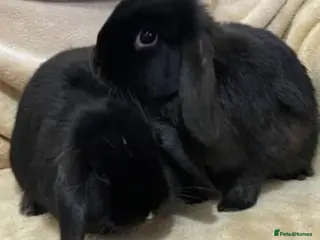 Mini Lop rabbits Beautiful hand reared bunnys - Advert 18