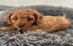 Cavapoo dogs for sale: F1B CAVAPOO FOX RED - Image 8