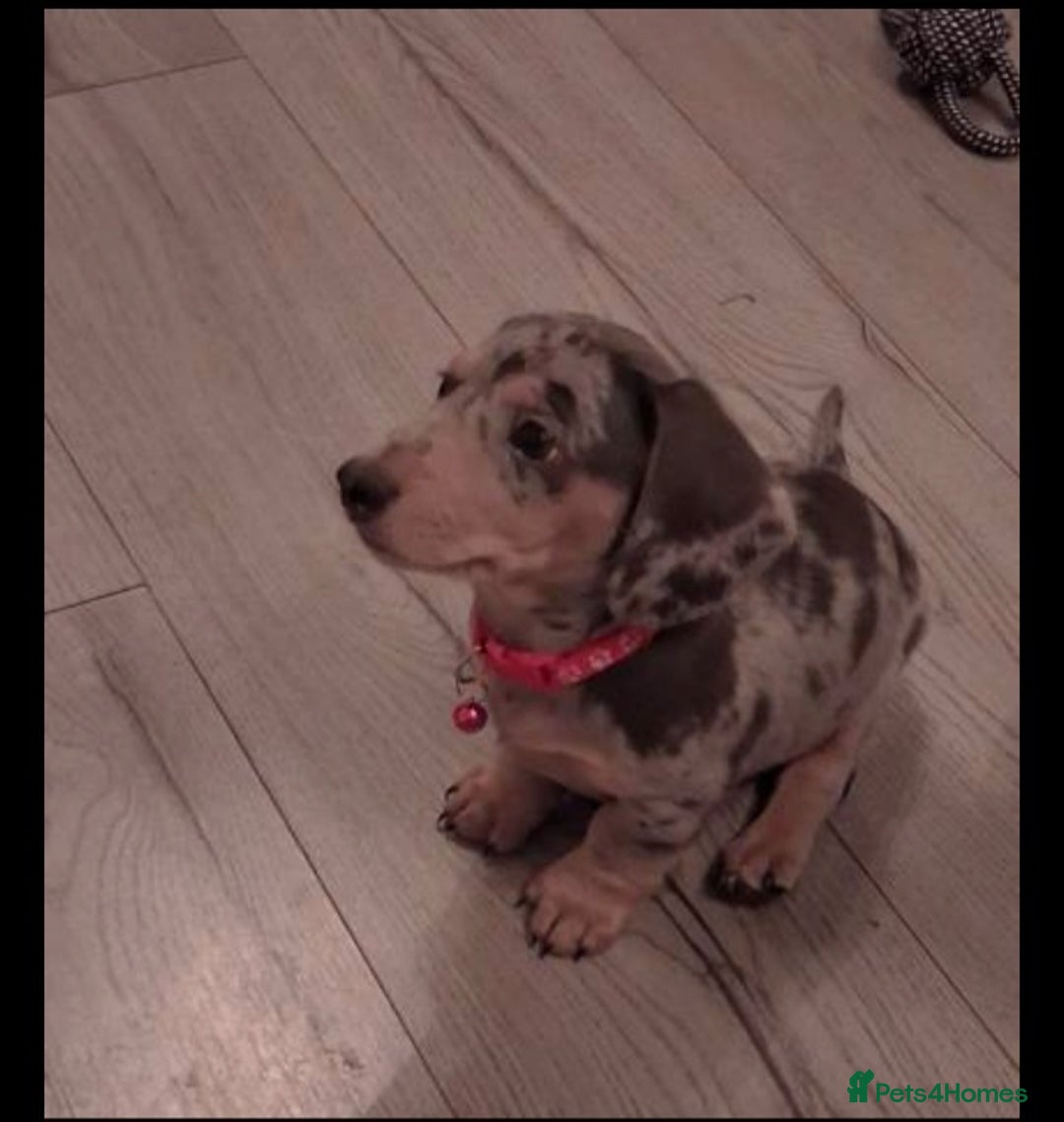 Miniature Dachshund dogs for sale: 1 remaining Beautuful mini short hair dachsund - Advert 5