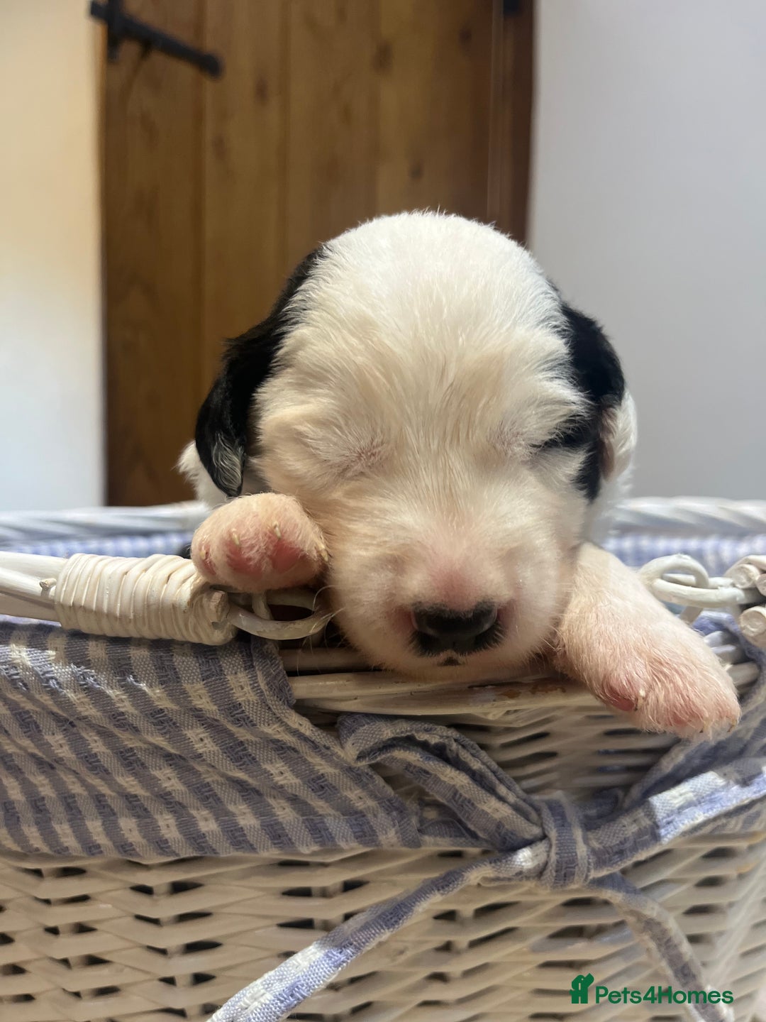 Old English Sheepdog dogs for sale: Pure old English sheepdog pups - Image 6