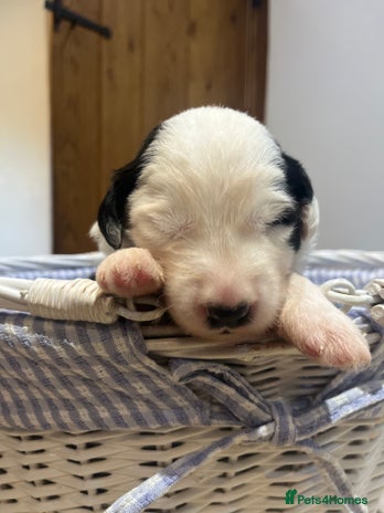 Old English Sheepdog dogs - Advert 3