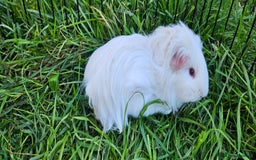 Guinea Pig rodents for sale: Guinea pigs  - Image 12
