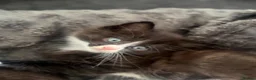 Mixed Breed cats for sale: Gorgeous shy fluffy kitten - Advert 4