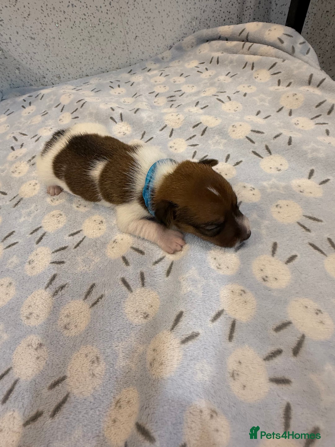 Jack Russell dogs for sale: Jack Russell puppies  - Image 5