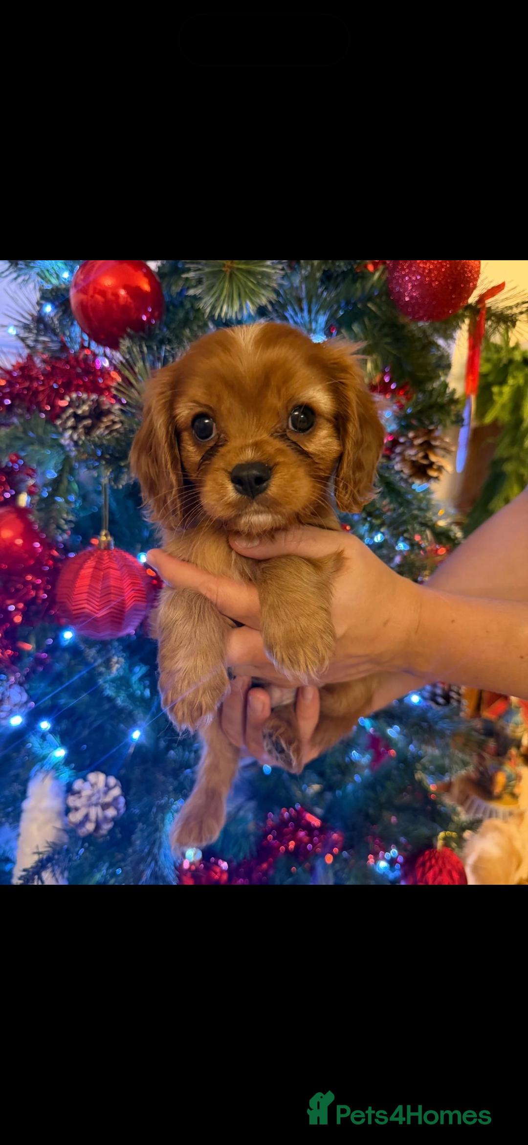 Cavalier King Charles Spaniel dogs for sale: Beautiful KC Registered Boy ✨ Health Tested ✨ - Advert 1