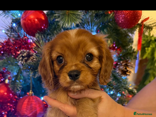 Cavalier King Charles Spaniel dogs Beautiful KC Registered Boy ✨ Health Tested ✨ - Advert 10