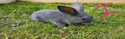 Mixed Breed rabbits for sale: Mini Lop / Rex Babies - Advert 1