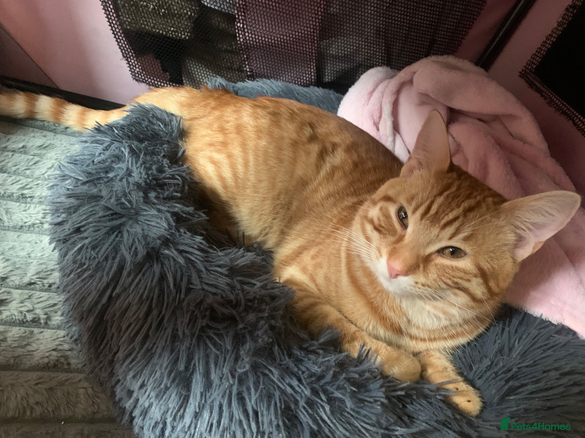 American Shorthair cats Mia and Oliver - Advert 2