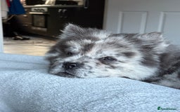 Chow Chow dogs for sale: Beautiful silver/ blue merle boy 💙 - Image 7