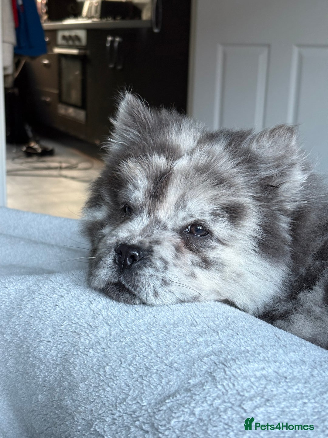 Chow Chow dogs for sale: Beautiful silver/ blue merle boy 💙 - Image 7