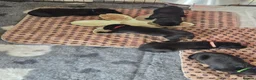 Labrador Retriever dogs for sale: Beautiful litter of labrador pups in Stockton-on-Tees - Advert 16