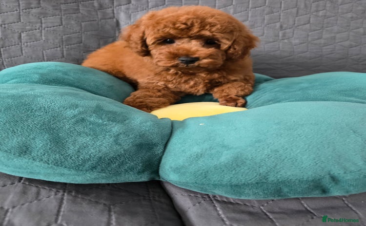Toy Poodle dogs - Advert 13
