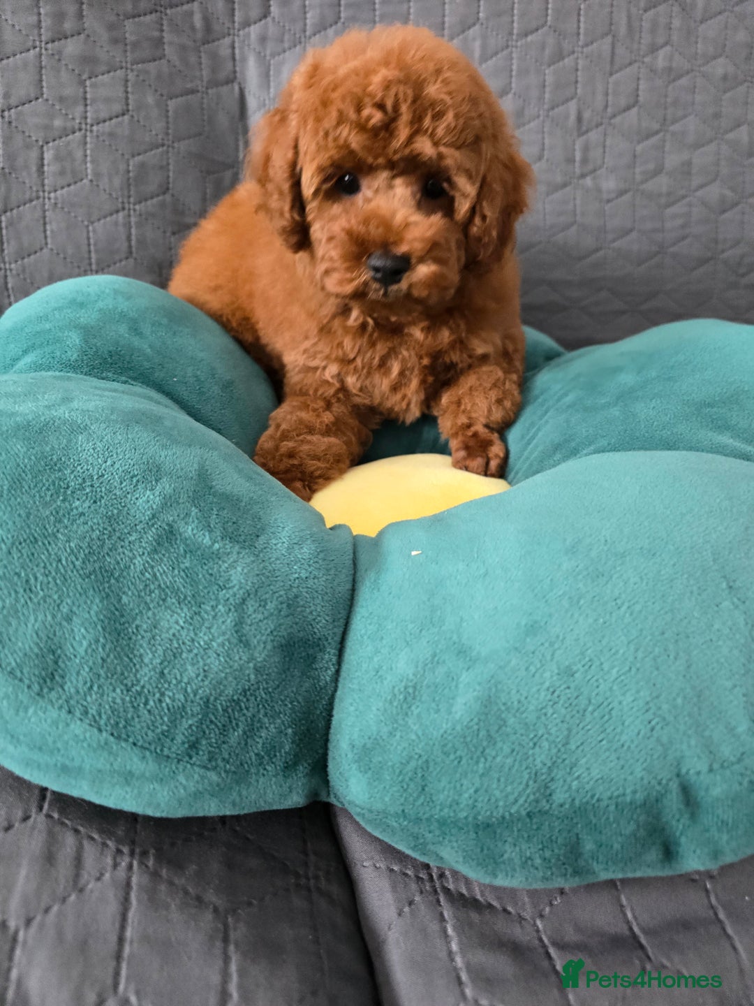 Toy Poodle dogs for sale: Toy poodle  K C Registered  - Image 1