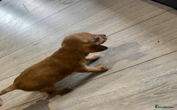 Chiweenie dogs for sale: 6 golden brown/whitecheweenies available  - Image 15