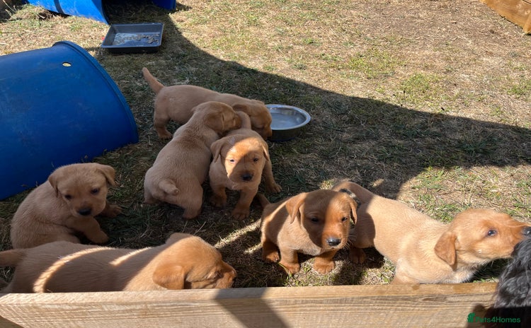 Labrador Retriever dogs - Advert 1