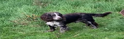 Cocker Spaniel dogs for sale: 2 cocker girls - Advert 2
