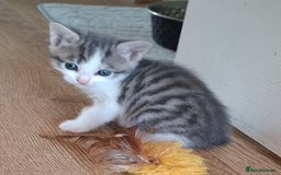 Mixed Breed cats for sale: 2 gorgeous kittens left  - Image 2