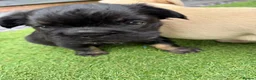 French Bulldog dogs for sale: Stunning French Bulldog Puppies in Norwich - Advert 13