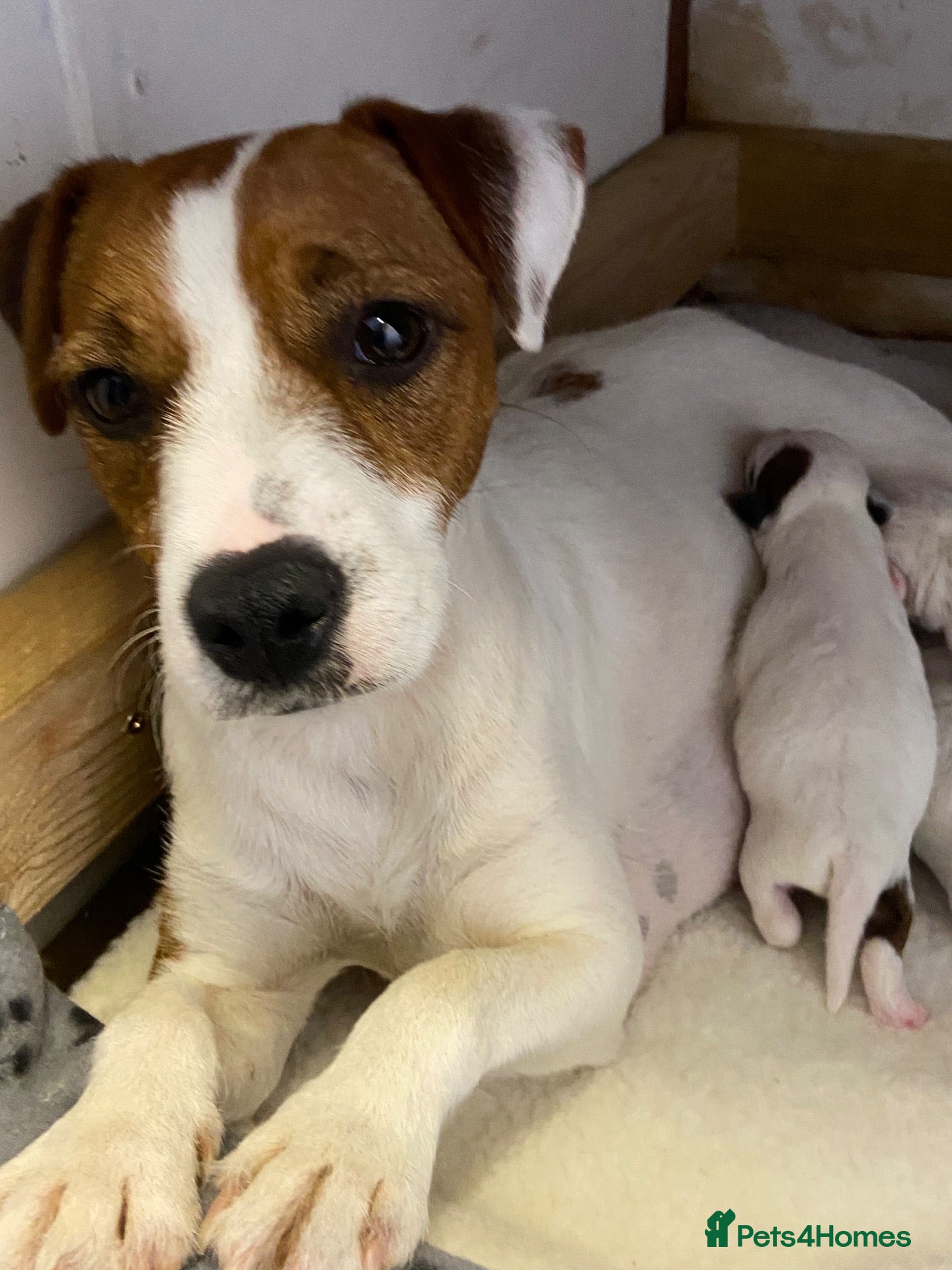 Jack Russell dogs 7 beautiful jack Russell puppies  - Advert 2