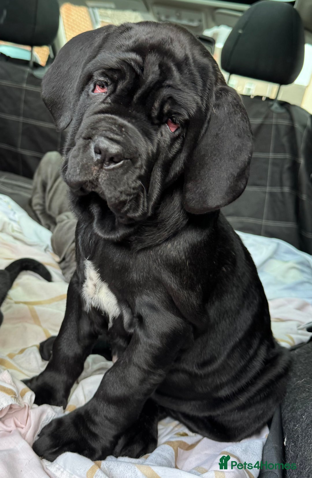 Neapolitan Mastiff dogs for sale: 2 black female Neapolitan mastiff puppies  - Advert 28