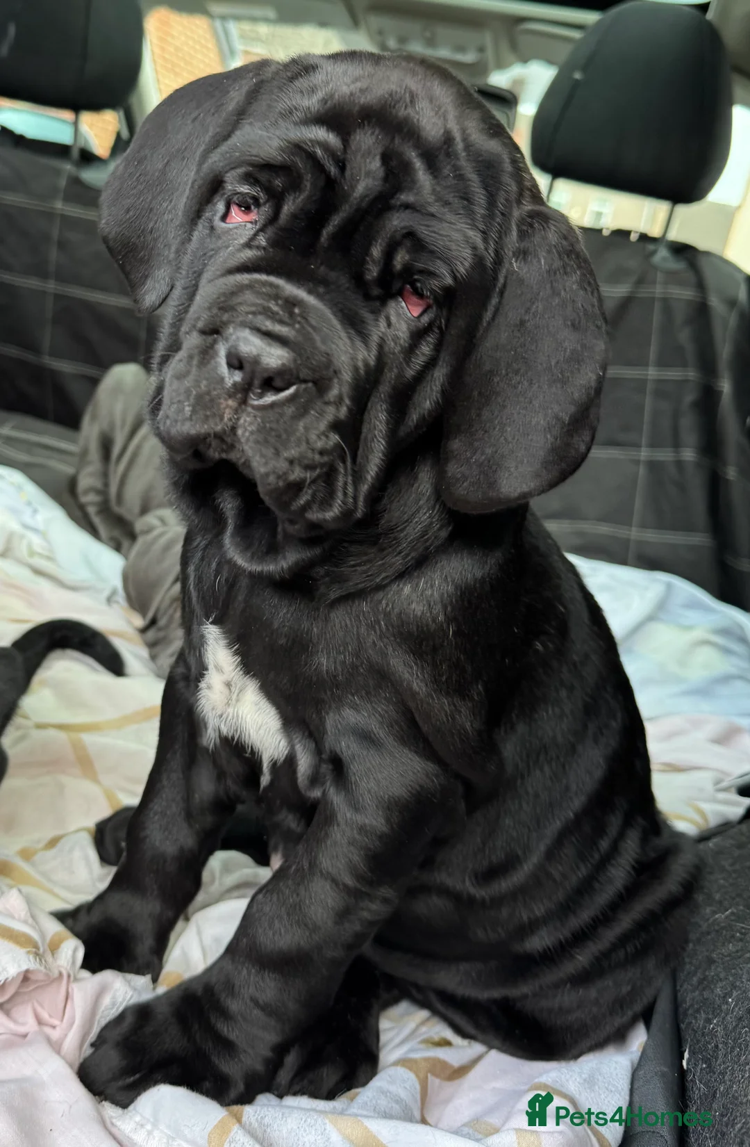 Neapolitan Mastiff dogs for sale: 2 black female Neapolitan mastiff puppies  - Advert 28