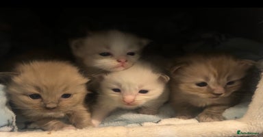 Ragdoll cats - Advert 8