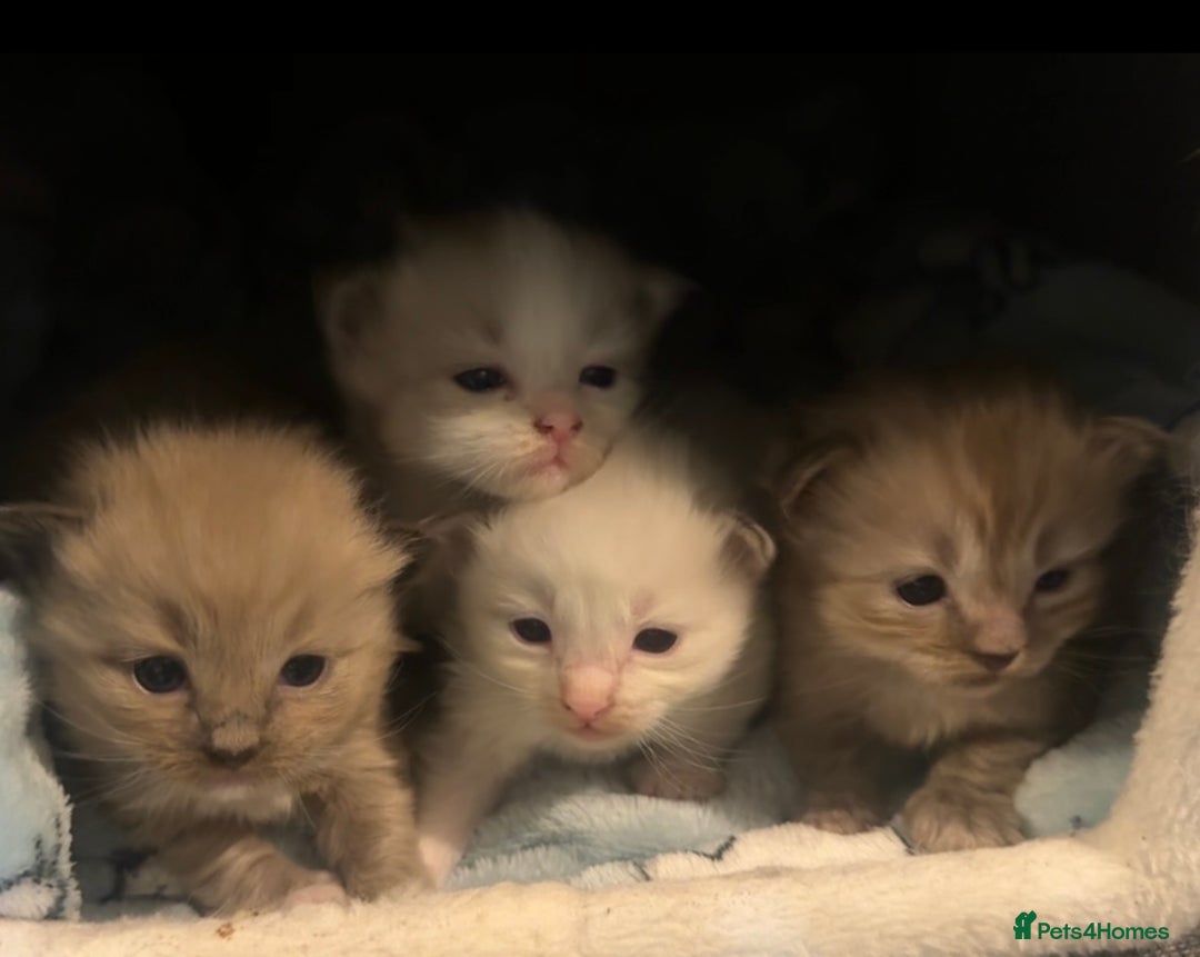 Ragdoll cats for sale: Rare Cherubim ragdolls lilac mink sepia smoke  - Image 2