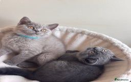 British Shorthair cats for sale: LILAC & BLUE MALE BRITISH SHORTHAIRS - Image 6