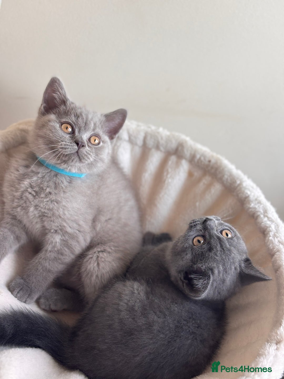 British Shorthair cats for sale: LILAC & BLUE MALE BRITISH SHORTHAIRS - Image 6