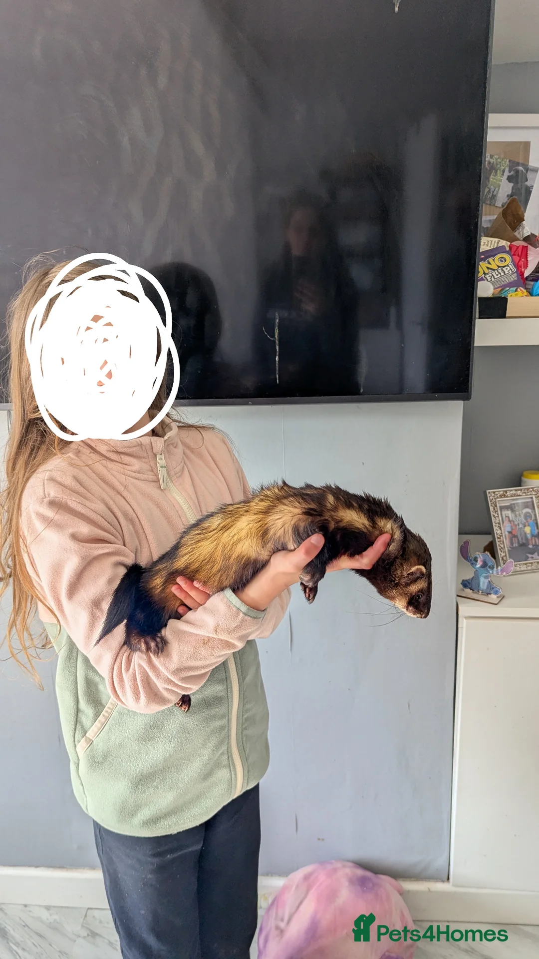 Ferret rodents for sale: Male european polecat in Bridgend - Advert 2