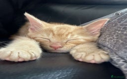Mixed Breed cats for sale: Zuuko - Image 3