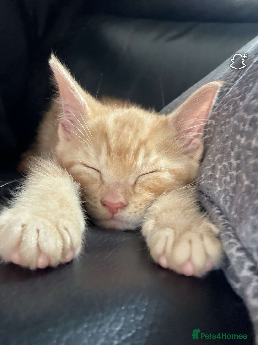 Mixed Breed cats for sale: Zuuko - Image 3