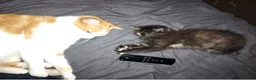 British Longhair cats for sale: Super fluffy foodie girl - Advert 8