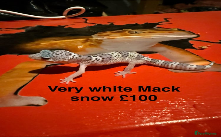 Leopard Gecko reptiles - Advert 2