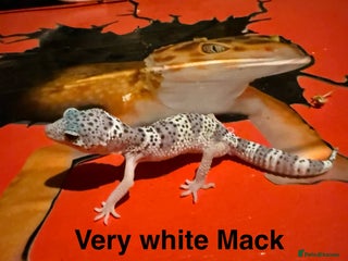 Leopard Gecko reptiles - Advert 2